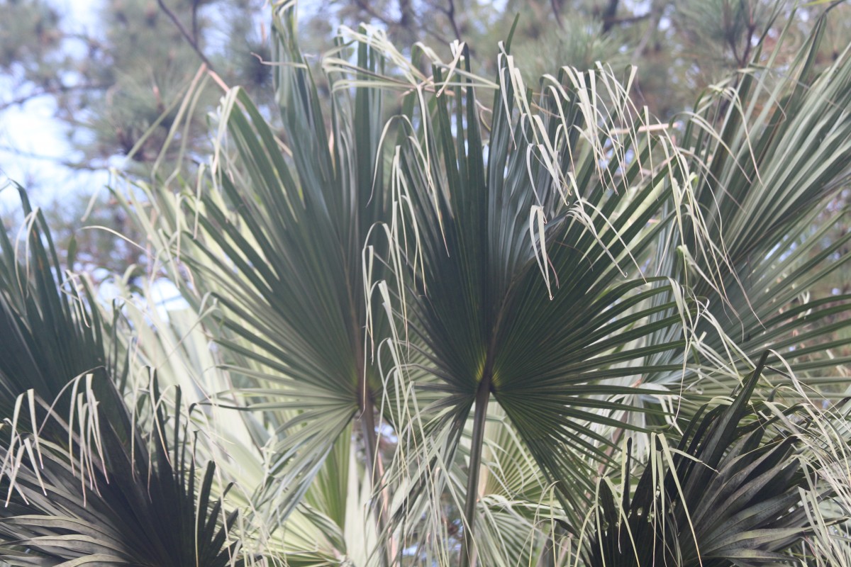 Livistona chinensis (Jacq.) R.Br. ex Mart.